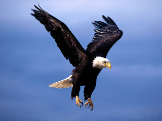 Wallpaper Of Eagle