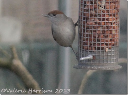 female-blackcap