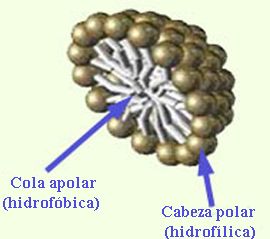 Estructura de una micela