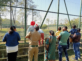 Three majestic cheetahs at Rasik Bill Zoo, captivating visitors with their grace and beauty