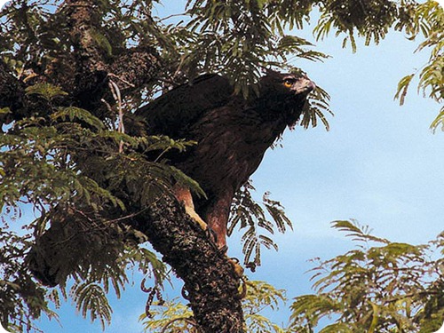 black-and-chesnut_eagle