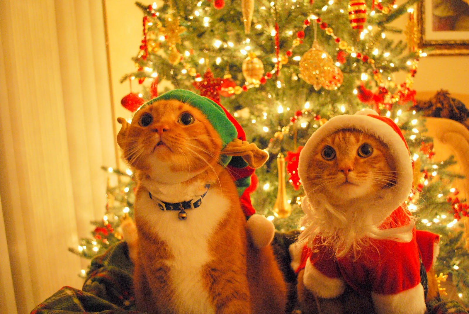 Free Christmas Desktop Wallpapers: Christmas Kittens Wallpaper For ...