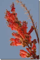 tucson (5)