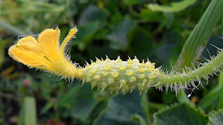 Завязь Cucumis metulifer