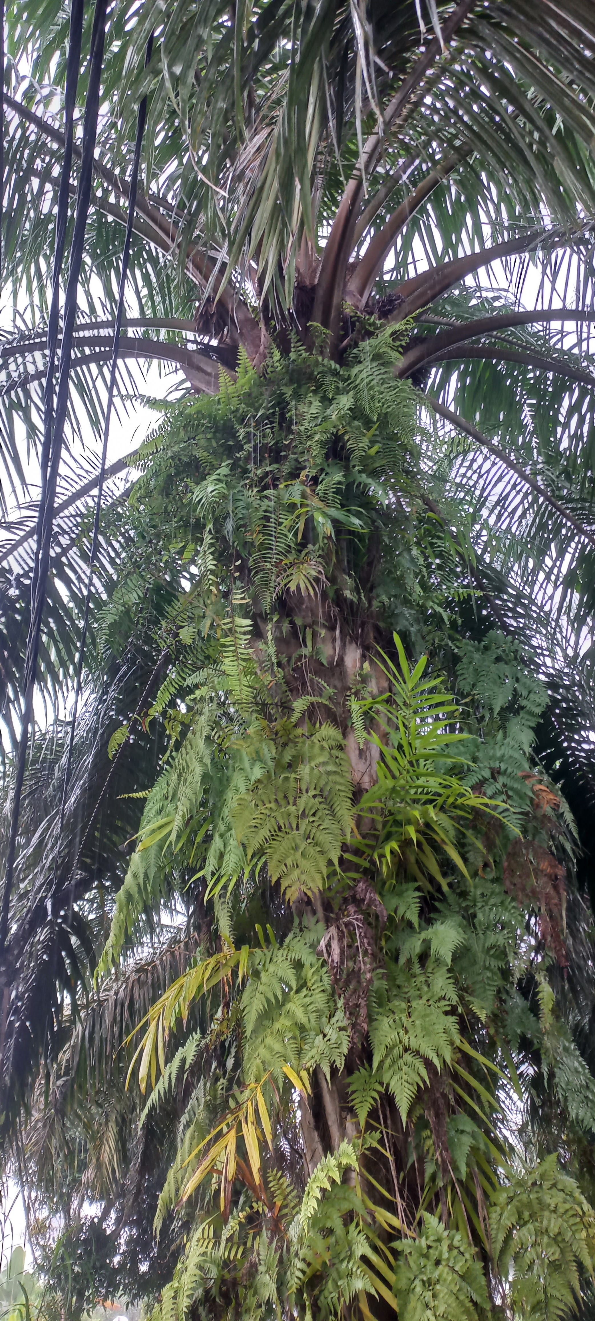 Peran Tanaman Kelapa Sawit dalam Pembangunan Ekonomi