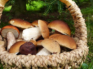 Basket of Porchini mushroom in Tuscany