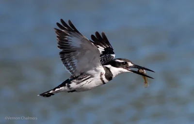 Early morning Pied King Fisher - Woodbridge Island 05