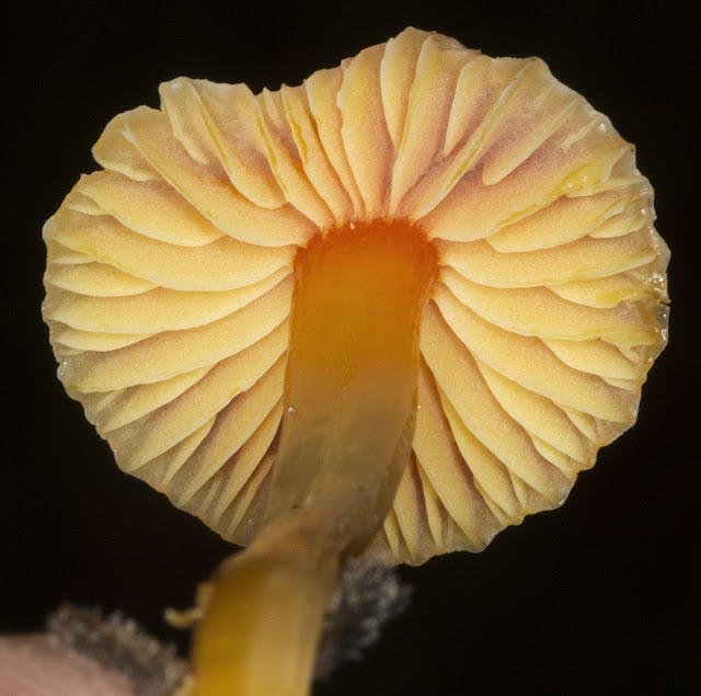 A Waxcap, Hygrocybe species. Orpington Field Club outing to Blackbush Shaw, Cudham, on 19 November 2011.