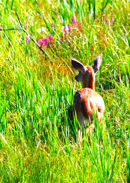 5. fawn-kab