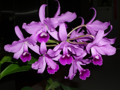 Guarianthe bowringiana care and culture