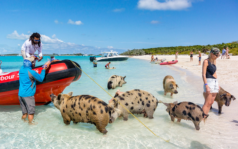 pig island,  pig beach,  exuma bahamas pigs, 	 pig beach bahamas,  exuma pigs,  big major cay,  pig island bahamas,  can pigs swim,  bahamas pig beach,  pig at beach,  pig beach,  pig on a beach,  pig on the beach,  pig swimming,  swim with pigs,  swim with pigs bahamas,  swimming pigs bahamas,  swimming pigs on bahamas,  swimming with pigs,  swimming with pigs bahamas,  swimming with the pigs bahamas,  the swimming pigs,