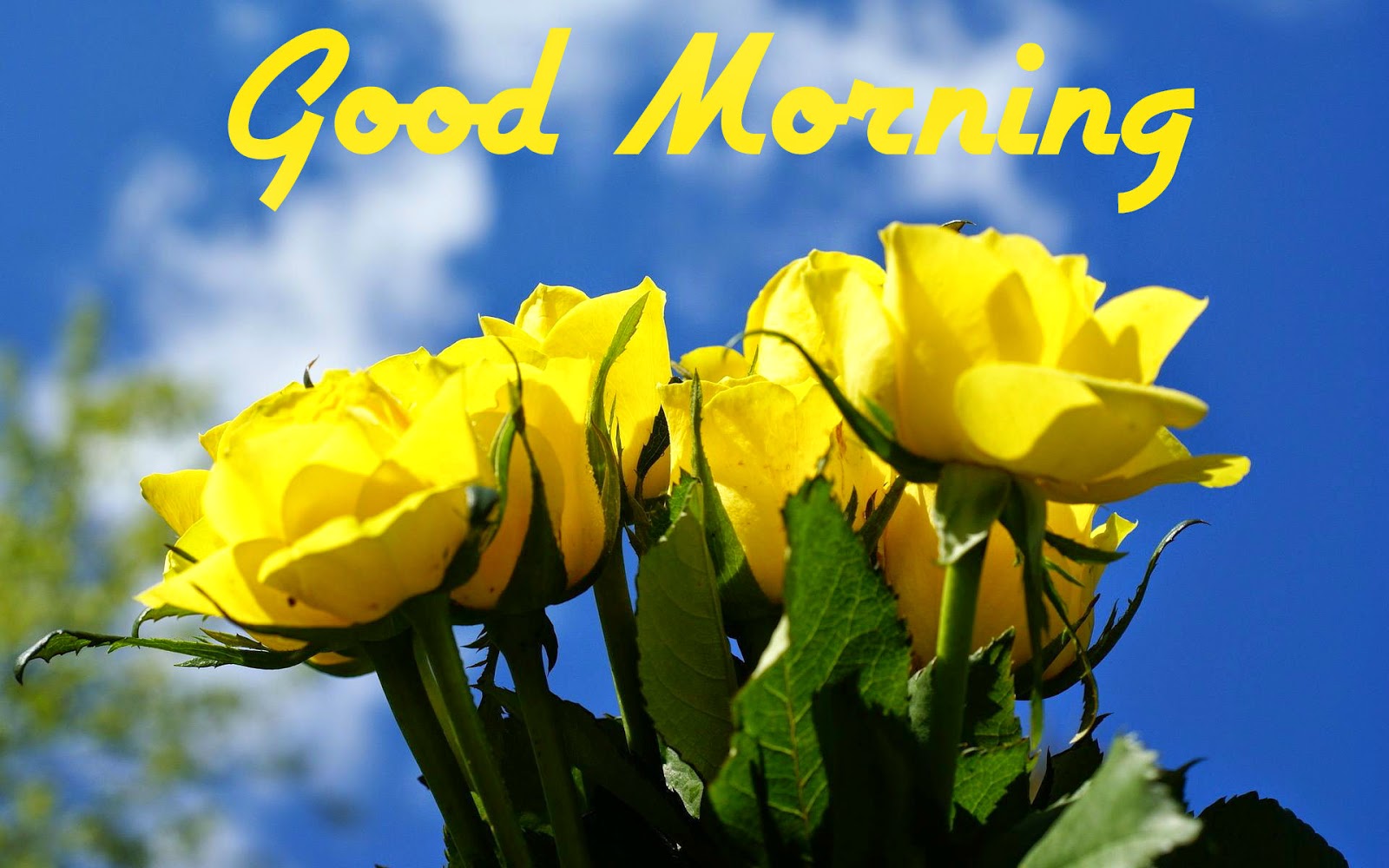 Fresh Good Morning Yellow Flower Images Top Collection Of