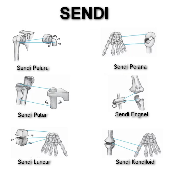 Sendi (Pengertian, Komponen, Macam-Macam Dan Contoh Sendi) - Materi Pelajar