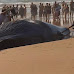 Muere ballena encallada en playa próximo a Lisboa