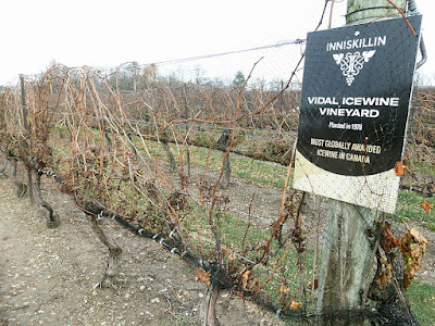 Inniskillin Vidal Icewine Vineyard