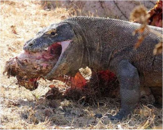 Animals eating Animals: When Komodo Dragons get hungry 