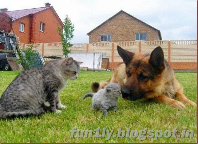 fun1ly.blogpsot (7)