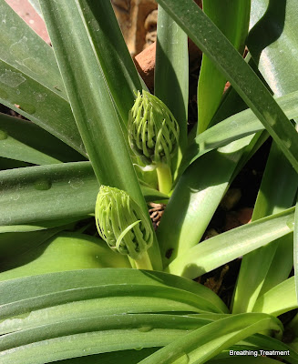 Unknown bulb from Carol Causey