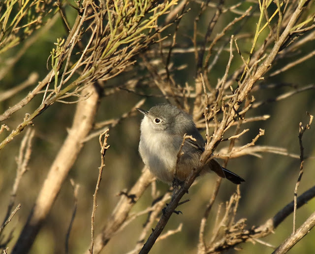 California Gnatcatcher