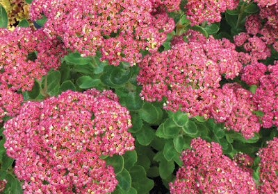 Sedum Pool Party - Pool Party Stonecrop care