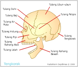 rangka kepala