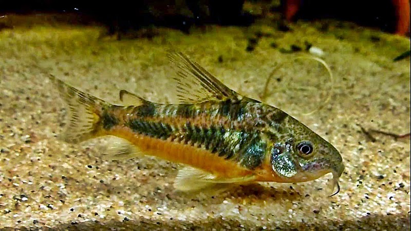 Pemijahan Ikan  Hias  Corydoras  Paleatus Akuarium Ikan  Hias 