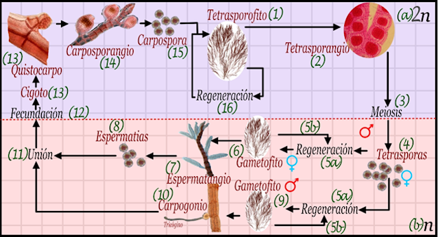 Iniciamos el ciclo de vida con el cuerpo somático o talo denominando tetrasporofito, que, aunque lleva un nombre más complicado, funciona como cualquier esporofito (1), generando estructuras especializadas llamadas tetrasporangios (2), donde ocurre la meiosis (3). El resultado son tetrasporas (4) que flotan en el agua. Las tetrasporas son sexuadas, por lo que algunas regeneran mitoticamente (5a) un gametofito masculino (6) o un gametofito femenino (9). Ambos gametofitos son somáticos y semejantes al esporofito. El gametofito masculino genera estructuras donde se genera la espermatogénesis llamadas espermatangios (7) que producen las espermatias (8) las cuales flotan en el mar hasta encontrar un gametofito femenino de la misma especie. El gametofito femenino genera carpogonios (10) que están equipados con una caña para pescar las espermatias llamada tricógino. Cuando un tricógino pesca una espermatia se da la unión (11). La unión es un proceso complejo que permite la fusión plasmogámica de la espora y el carpogonio permitiendo el ingreso del núcleo masculino.  Con la cariogamia (12) que ocurre inmediatamente se forma un cigoto (13) que va a desarrollar una estructura llamada quistocarpo (14). El quistocarpo es el propio carpogomnio que empieza a cambiar, pierde el tricógino y se combina con el quistoicarpo que en lugar de crear un individuo único lo que hace es una mitosis para generar esporas asexuales. Cuando las esporas han madurado la estructura se denomina carposporangio (14), y sus esporas se denominan carposporas (15), las cuales pueden regenerar mitoticamente (16) el tetrasporofito.