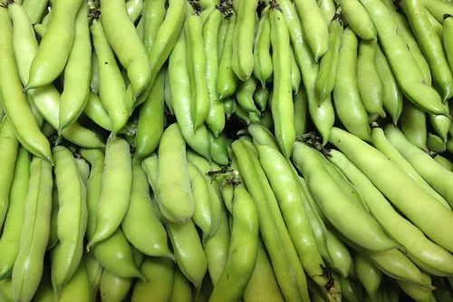 Bakla - Broad bean