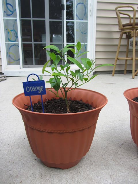 Citrus Tree Rescue | Bobbins of Basil