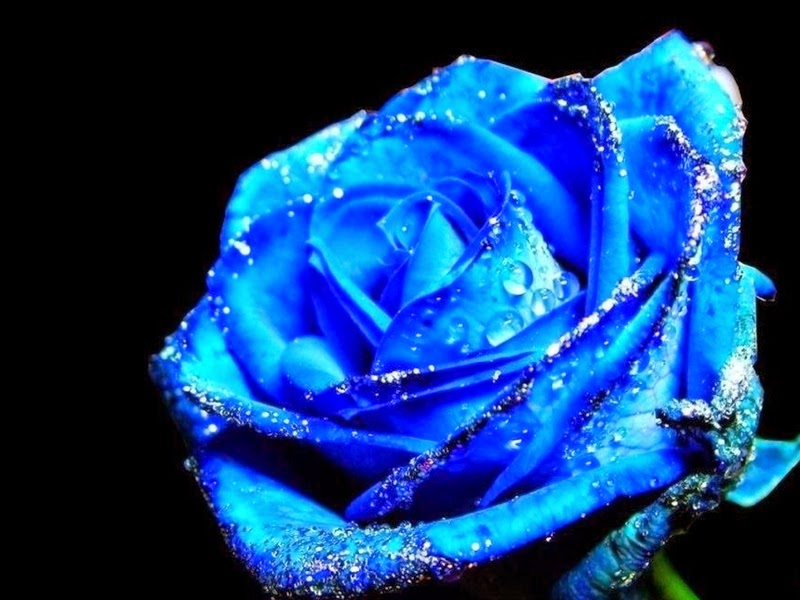 Blue Flower Wallpaper