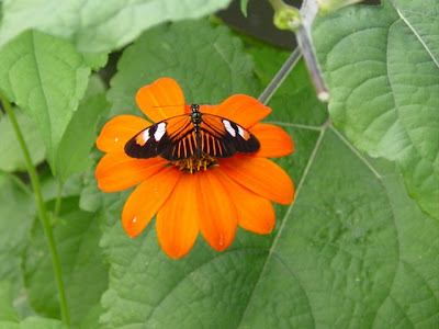 picture of butterfly