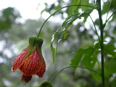 Humming Bird Flower