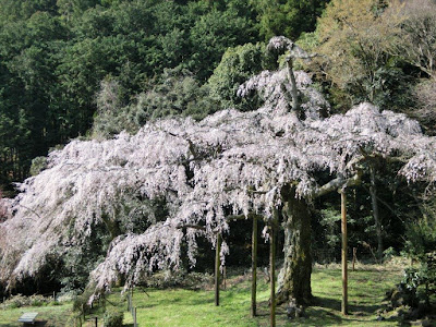  長興山のしだれ桜