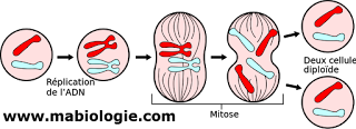 division cellulaire