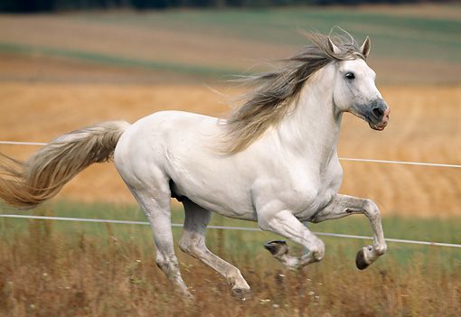 Andalusian Horse