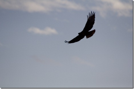 radtailed_dark1