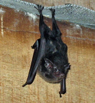 Bat Hanging 