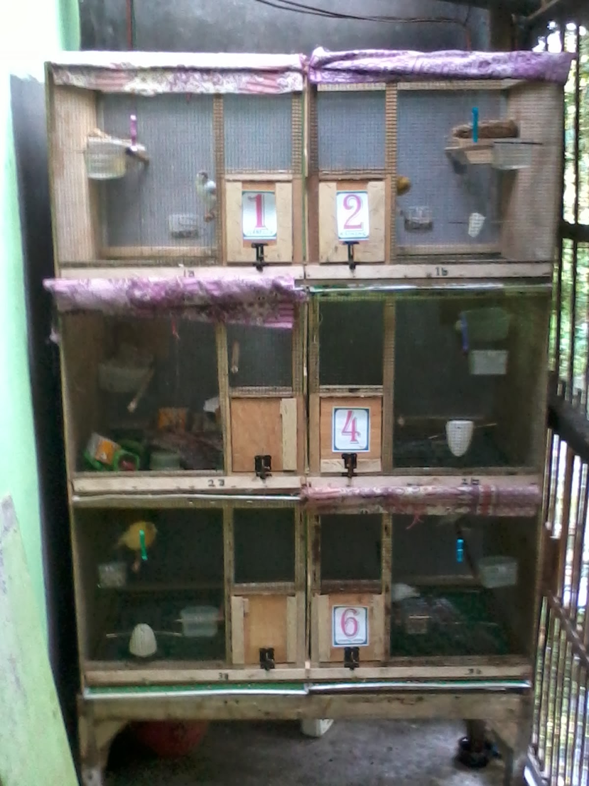 Harga Burung Kenari Ri - Harga 11