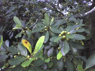 Ficus natalensis meyvesi