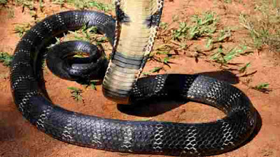 black snake image for wallpaper indian image 