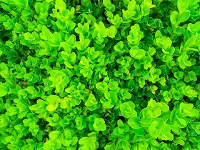 Best classification of plants