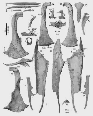 http://sciencythoughts.blogspot.co.uk/2012/03/new-penguins-from-oligocene-of-new.html