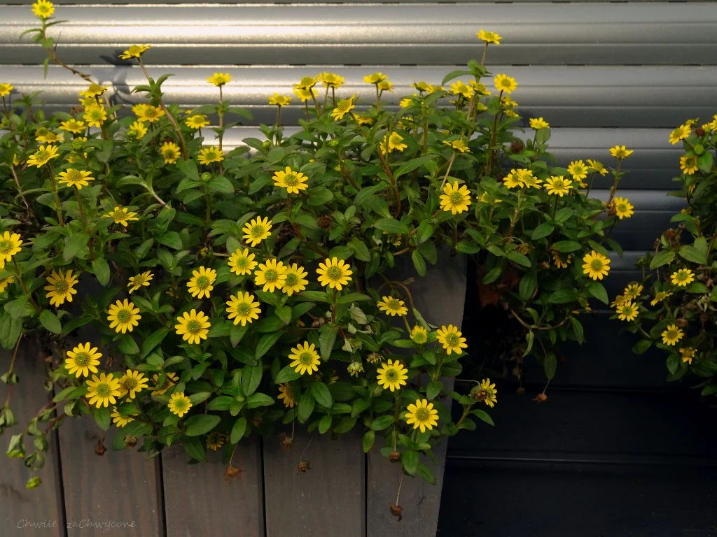 Sanwitalia rozesłana, polegnatka, Sanvitalia procumbens