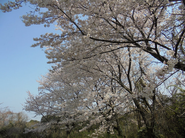 大山トム・ソーヤ牧場のソメイヨシノ桜