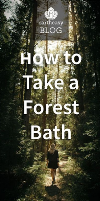 How to Take a Forest Bath