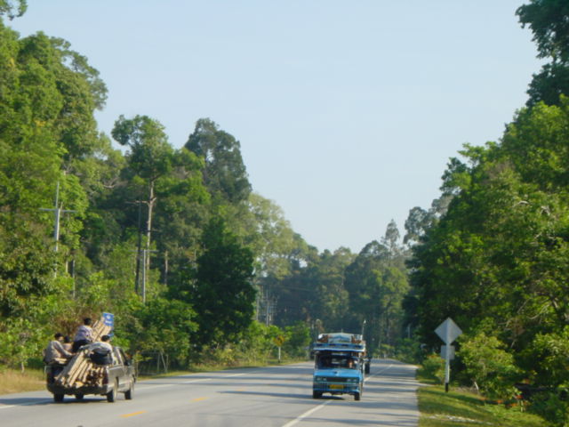 Quieter roads along the jungle path