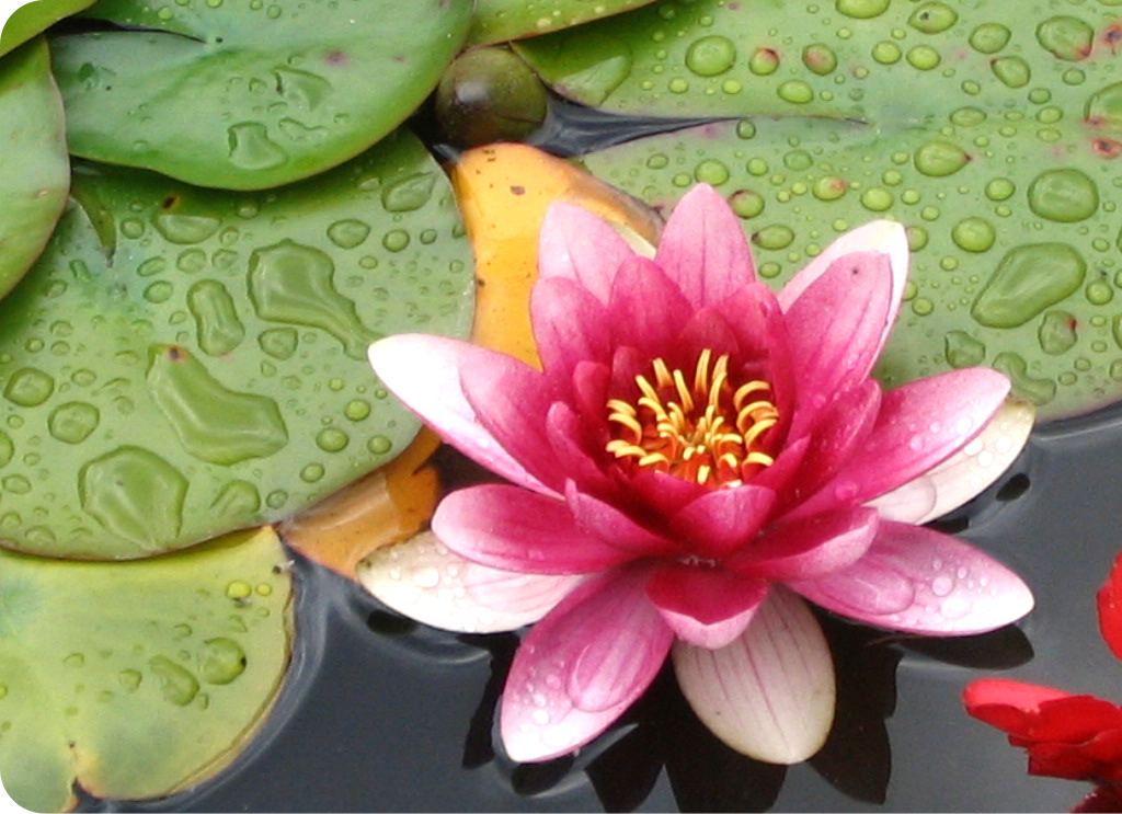 It is difficult to find a country in Asia where the lotus is not considered