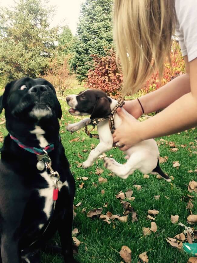 22 Photos That Utterly Capture Powerful Feelings - Not everybody is happy to see the new pup.