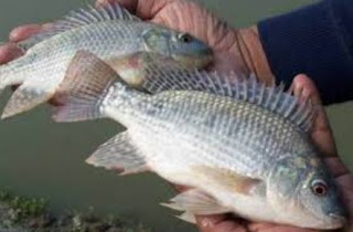 Ikan Tilapia