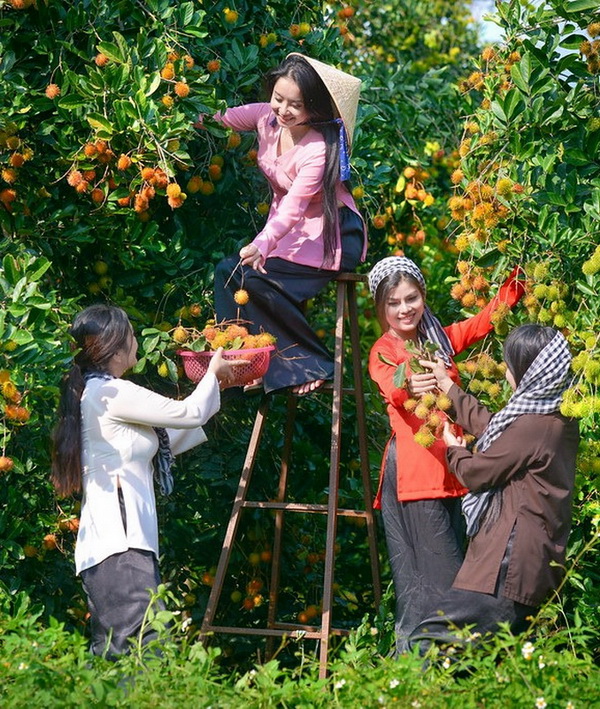 Thiếu nữ áo bà ba và vườn trái cây